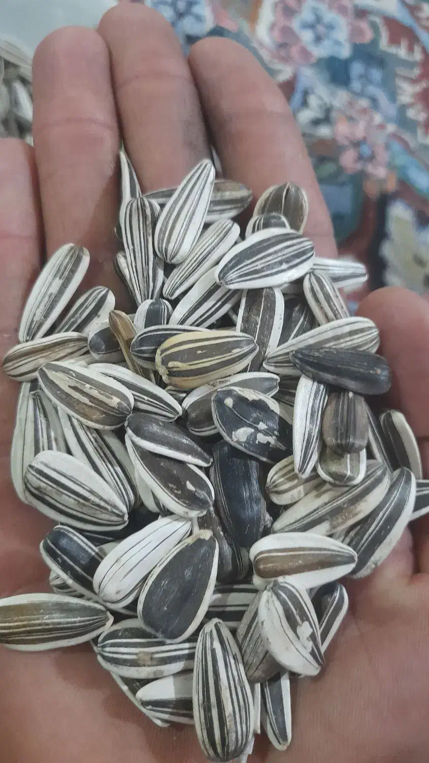 تخمه خام درشت وتازه|خوردنی و آشامیدنی|ماهنشان, |دیوار