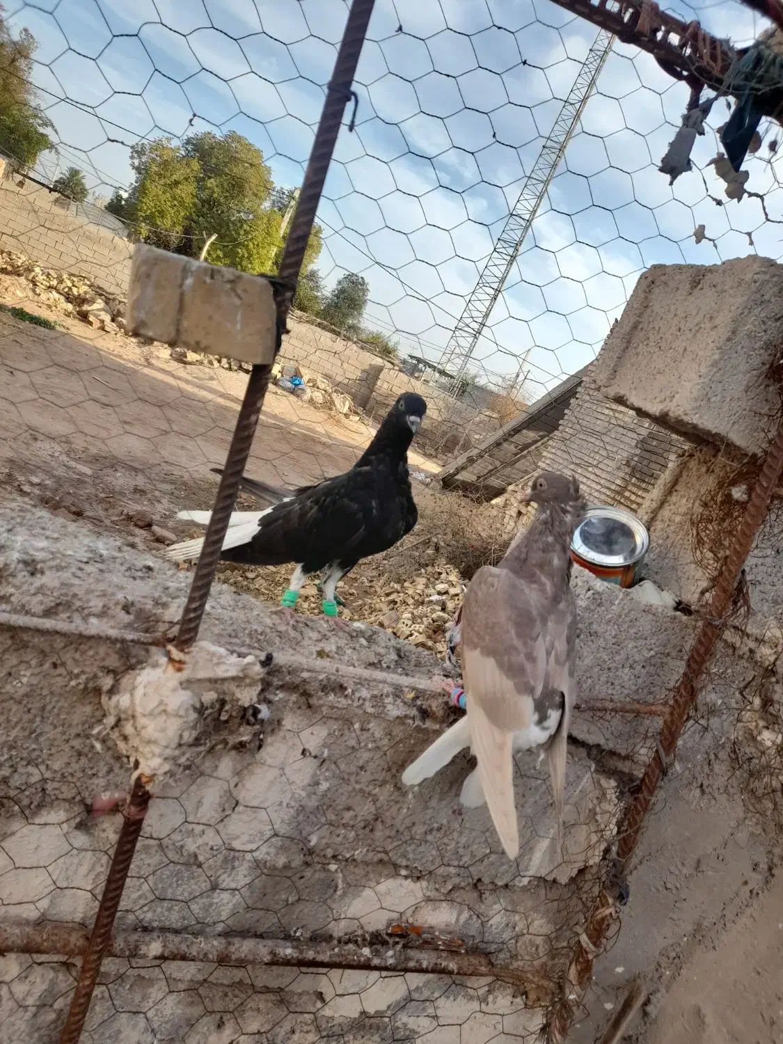 جوجه دمسفید|پرنده|سوسنگرد, |دیوار