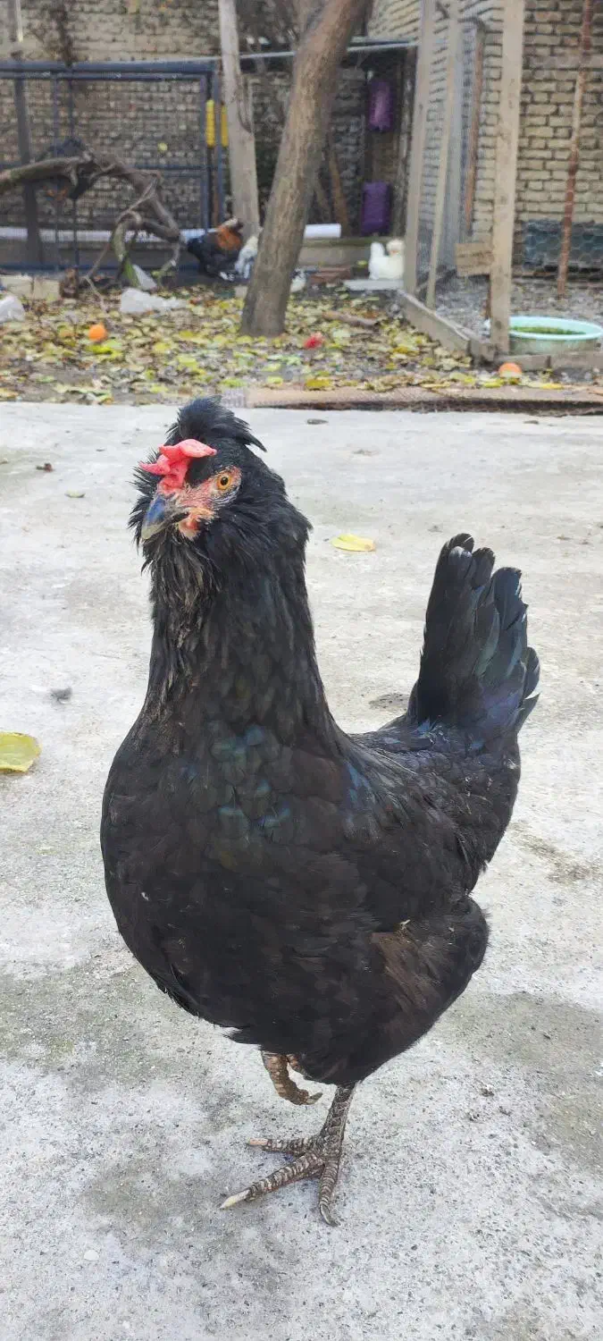 گلین مرغ|حیوانات مزرعه|سرخنکلاته, |دیوار