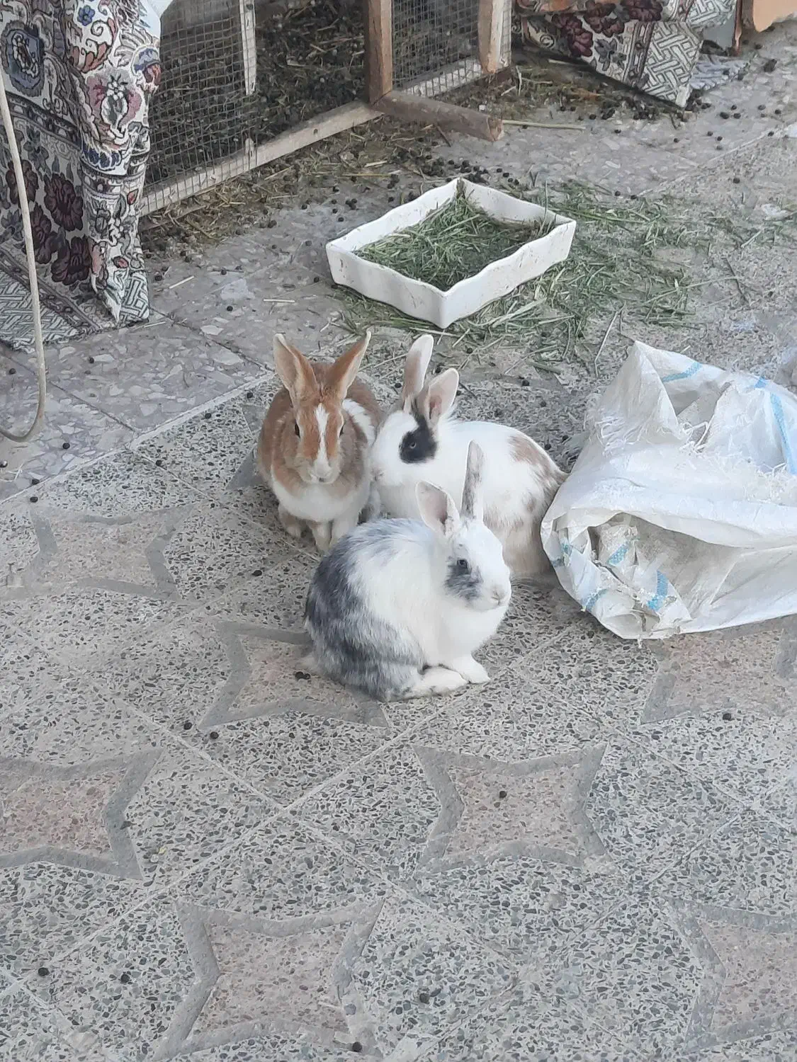 خرگوش  فروشی|موش و خرگوش|سنقر, |دیوار