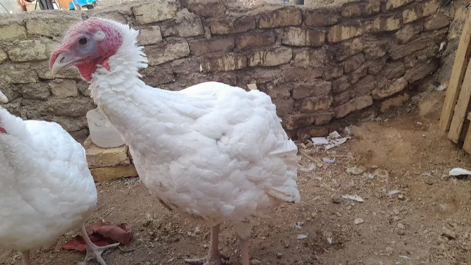 بوقلمون|حیوانات مزرعه|خنجین, |دیوار