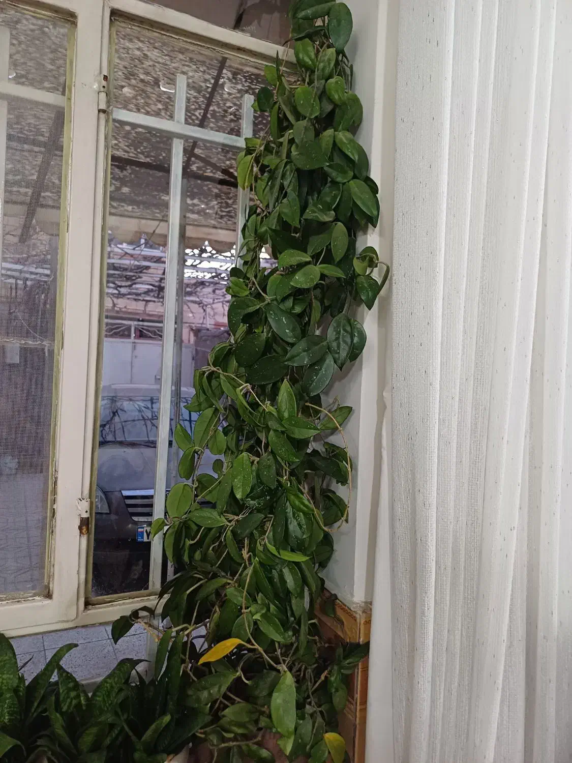 گل طبیعی|گل و گیاه طبیعی|نیشابور, شهید بهشتی|دیوار