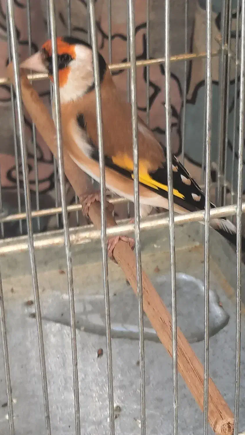 جوجه سهره سهره کهنه دوساله|پرنده|ری, شهادت|دیوار