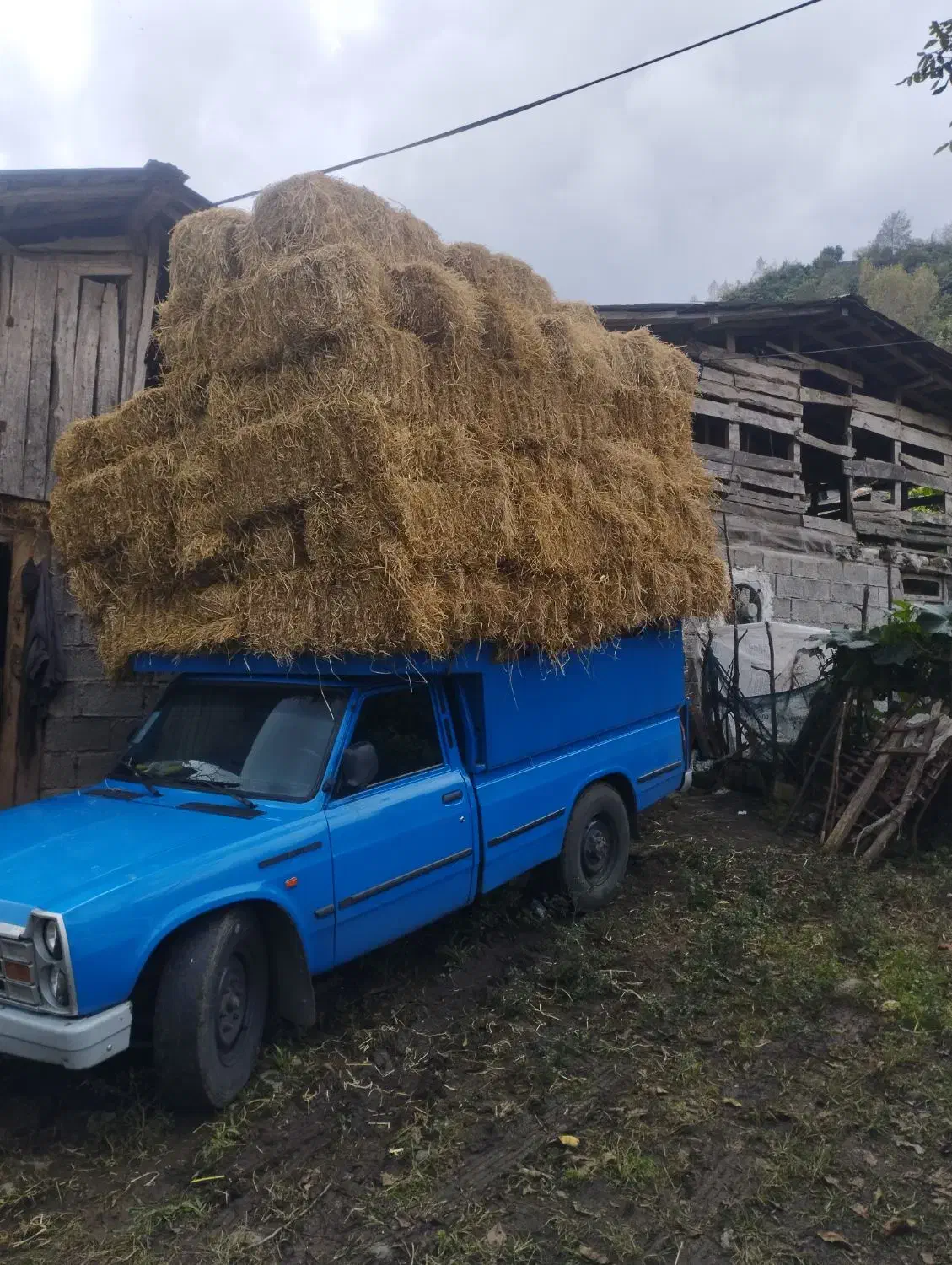 کاه و کولش|لوازم جانبی حیوانات|املش, |دیوار