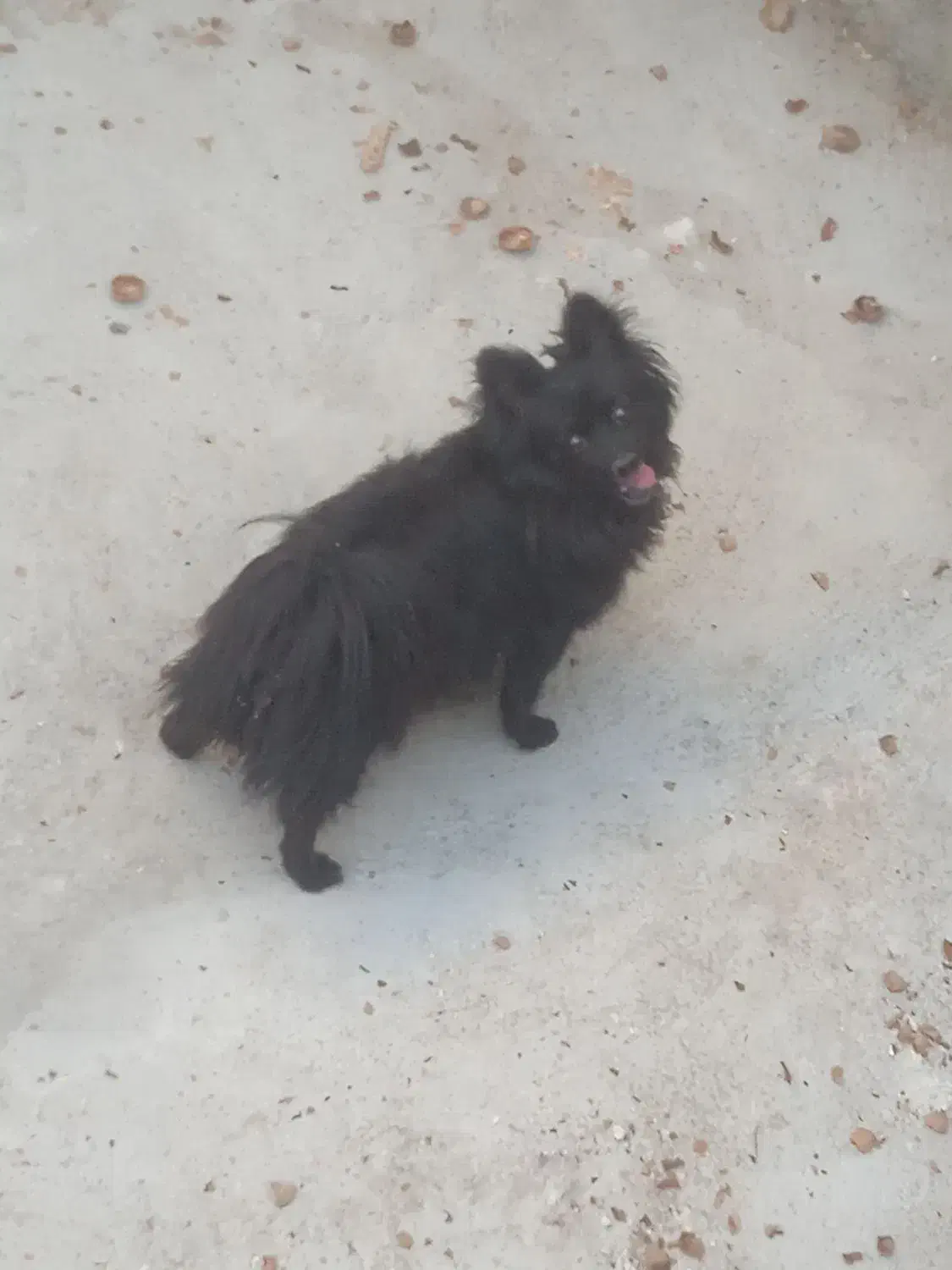 یک عدد پامر زیبا ی نر به فروش میرسد|سگ|آذرشهر, |دیوار