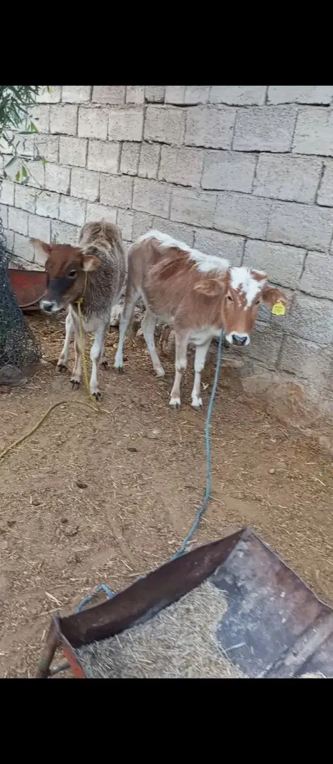 ۲راس گوساله ماده محلی|حیوانات مزرعه|پلدختر, |دیوار