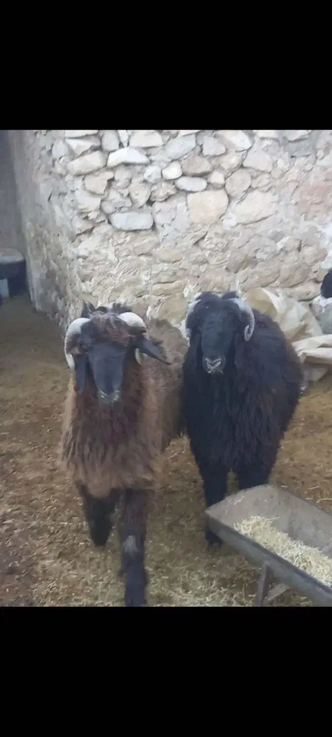 بره قوچی تر و تمیز|حیوانات مزرعه|باشت, |دیوار