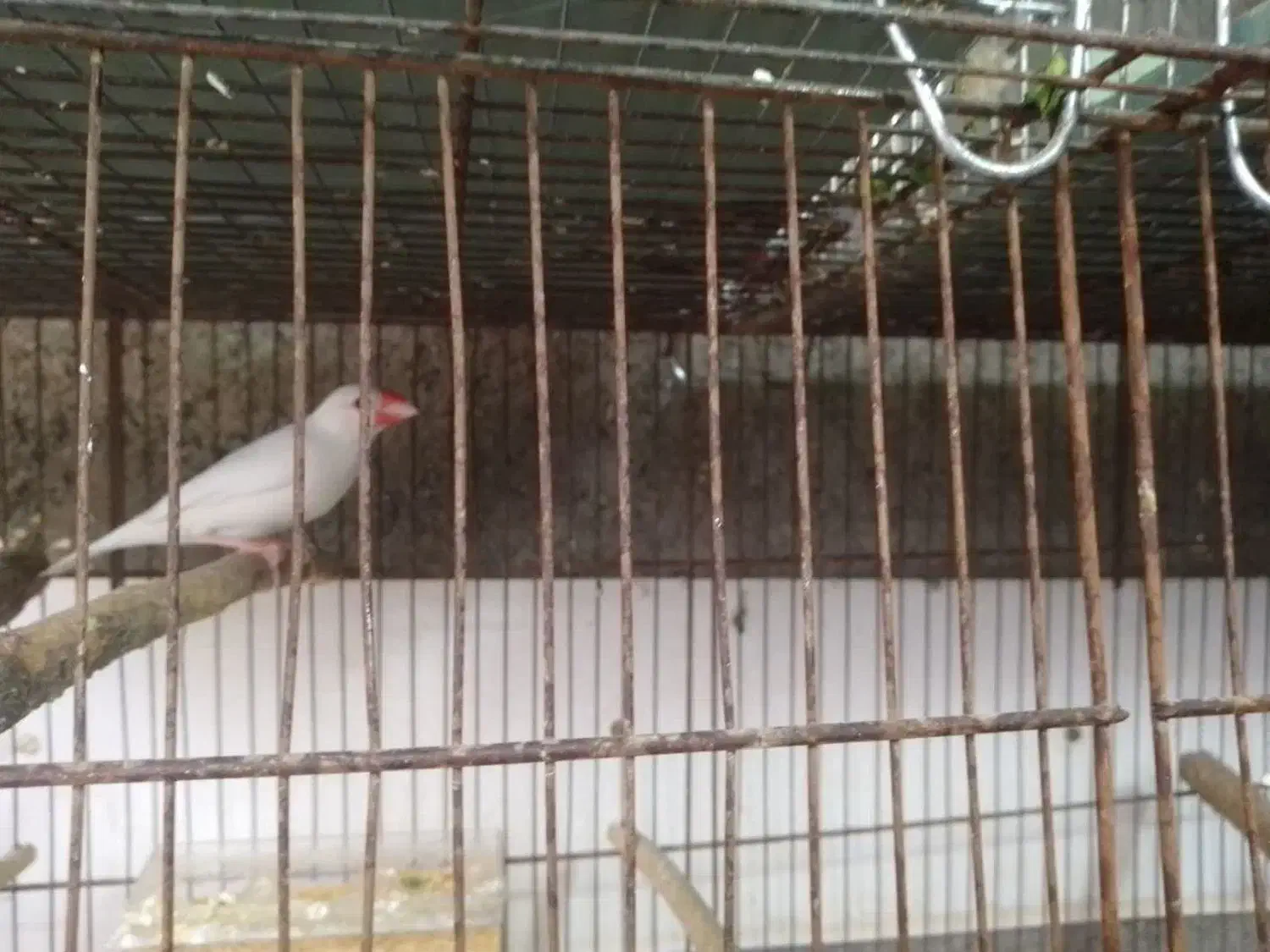 سلام یه جفت فنچ نرگسی پیشوا|پرنده|پیشوا, |دیوار