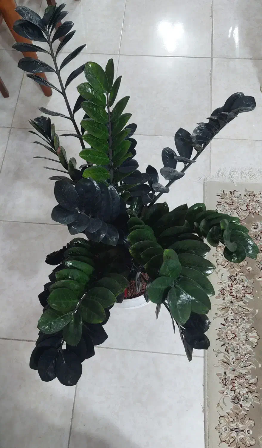 زاموفیلیا بلک|گل و گیاه طبیعی|شاهین‌شهر, فردوسی|دیوار