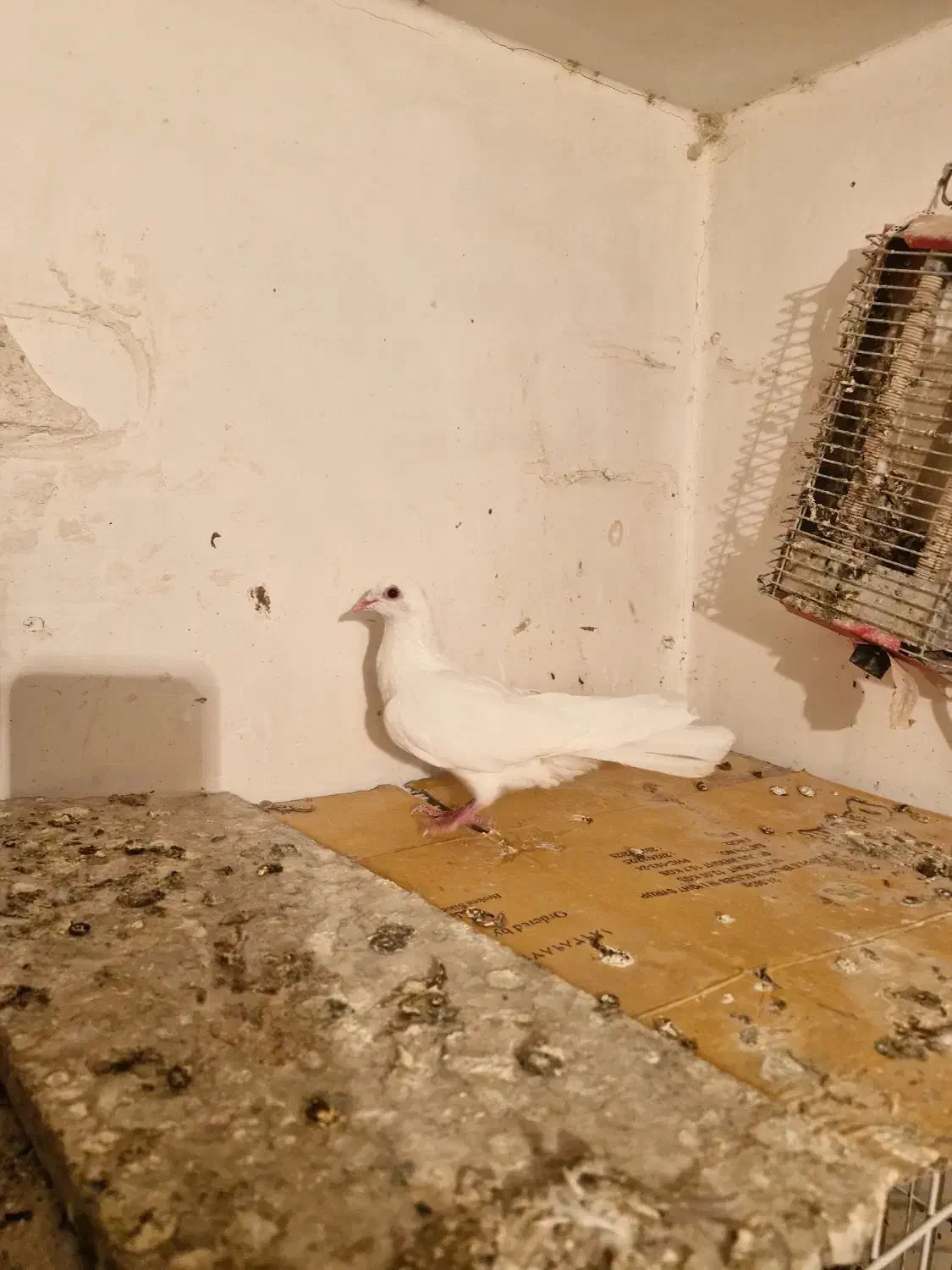 دورح سفید|پرنده|اردبیل, |دیوار