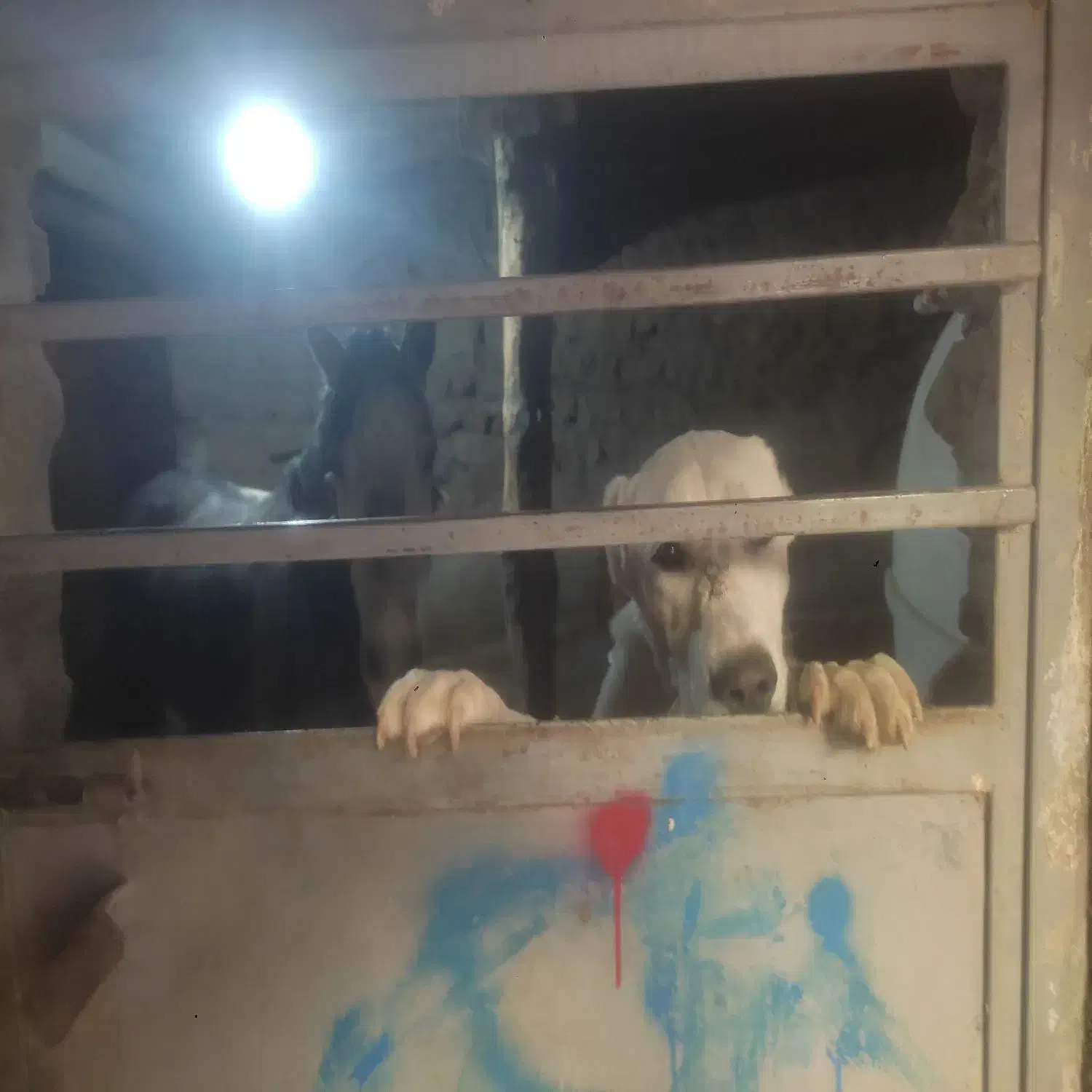 فاروج|سگ|فاروج, |دیوار