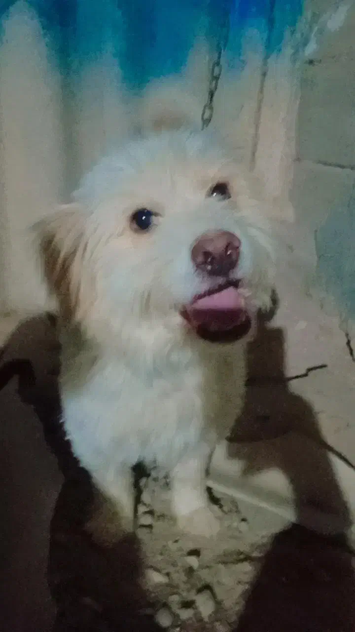 سگ پاکوتاه حرف گوش کن 2عدد|سگ|سمنان, |دیوار