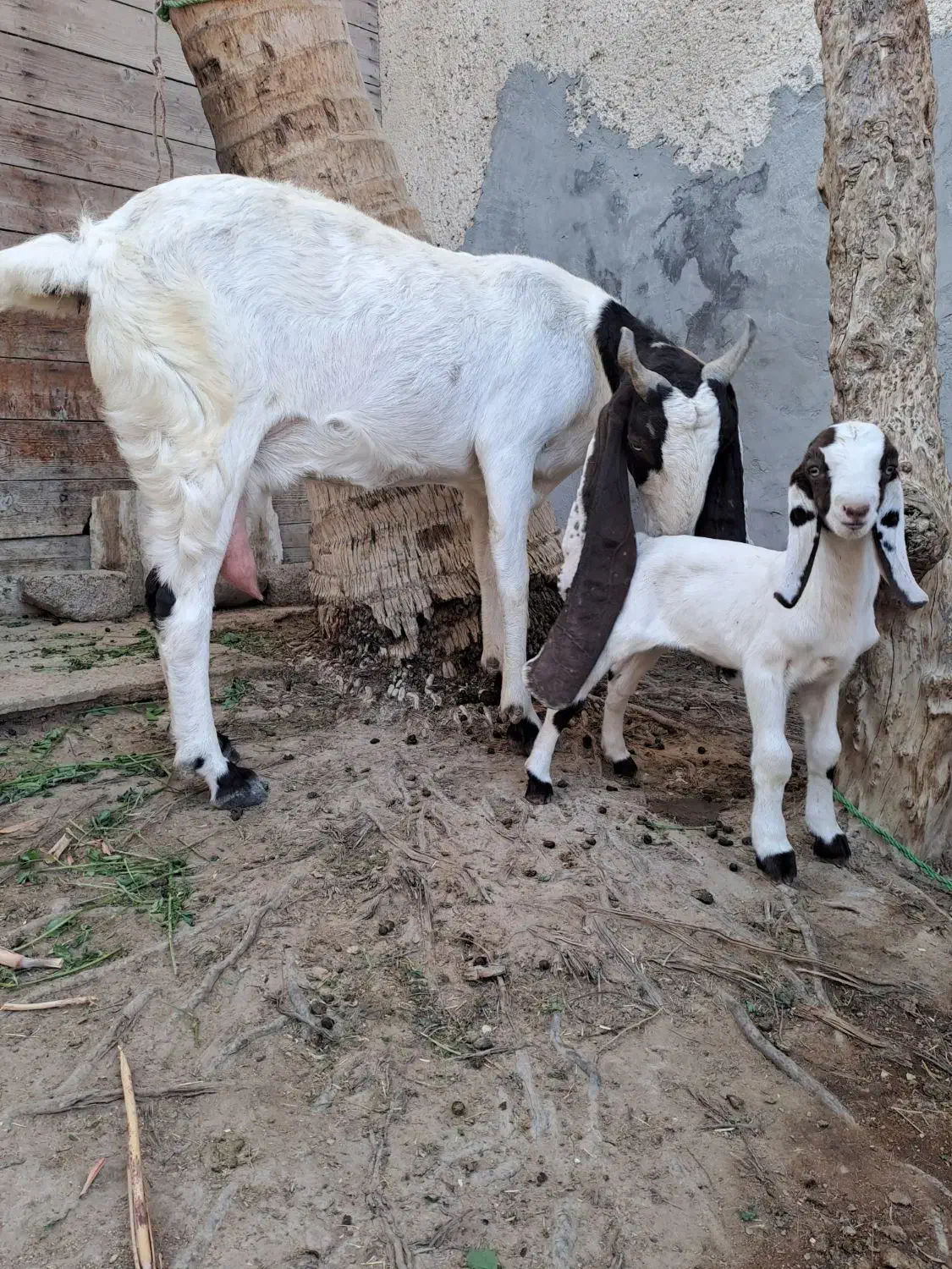 پز پتیری تازه زاییده|حیوانات مزرعه|کنارک, |دیوار