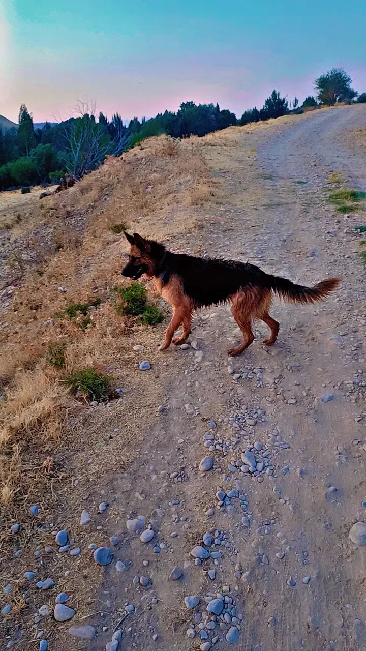 مالینیوز و ژرمن|سگ|همایجان, |دیوار