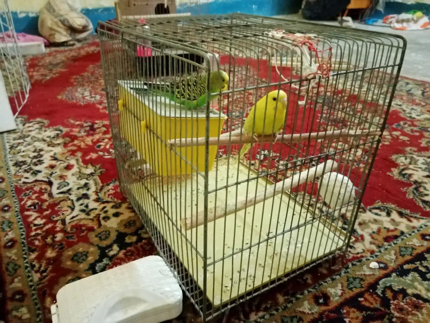 یک جفت مرغ عشق|پرنده|مسجد سلیمان, |دیوار