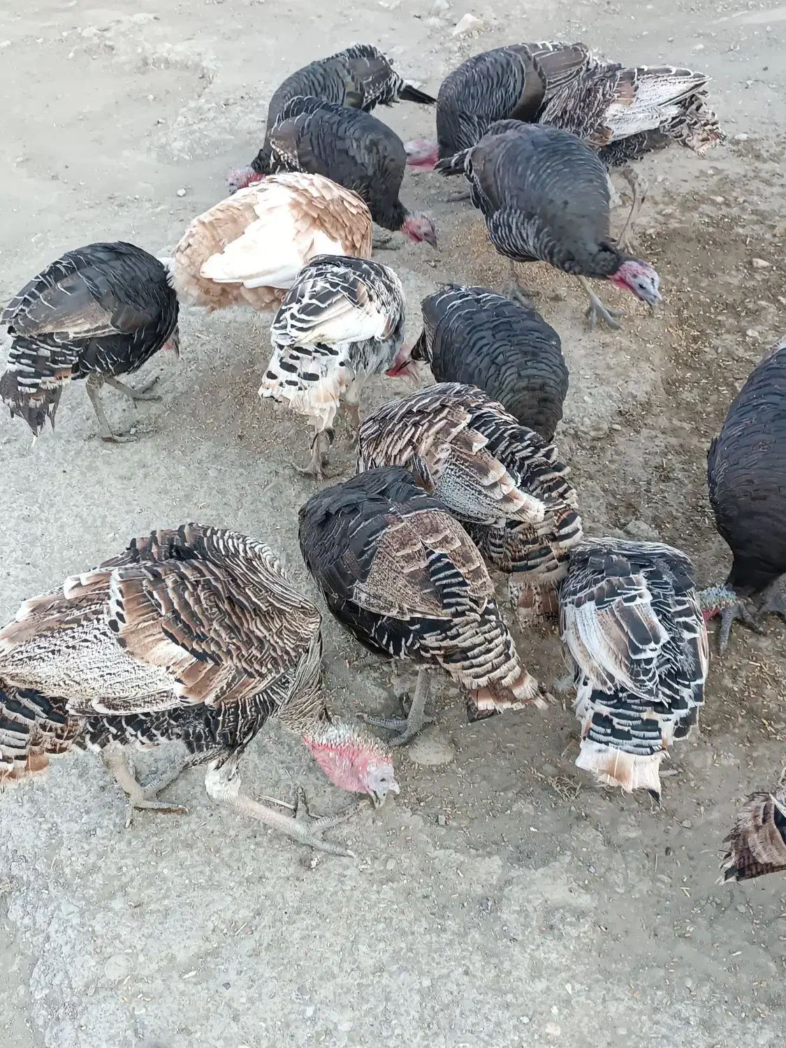 بوقلمون|حیوانات مزرعه|کوهدشت, |دیوار