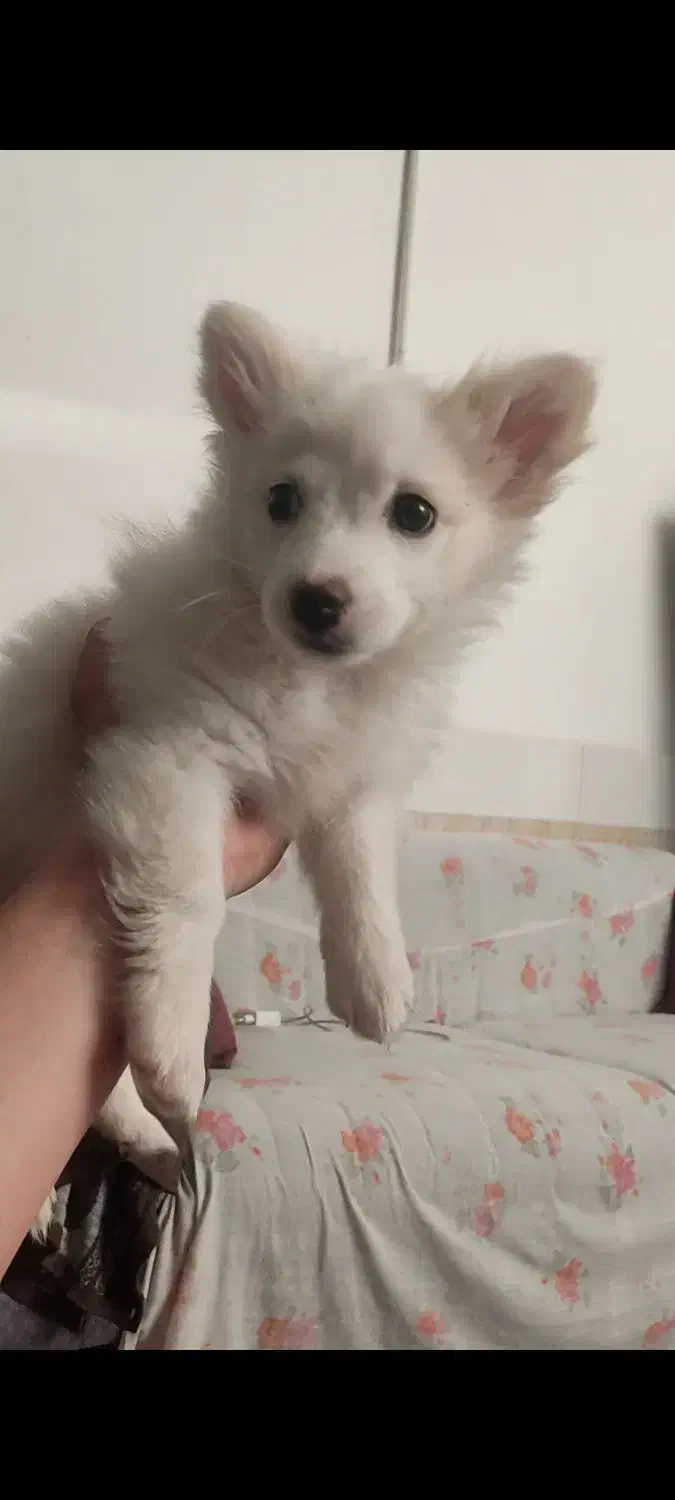 سگ کوچولو شیطون|سگ|سیرجان, |دیوار