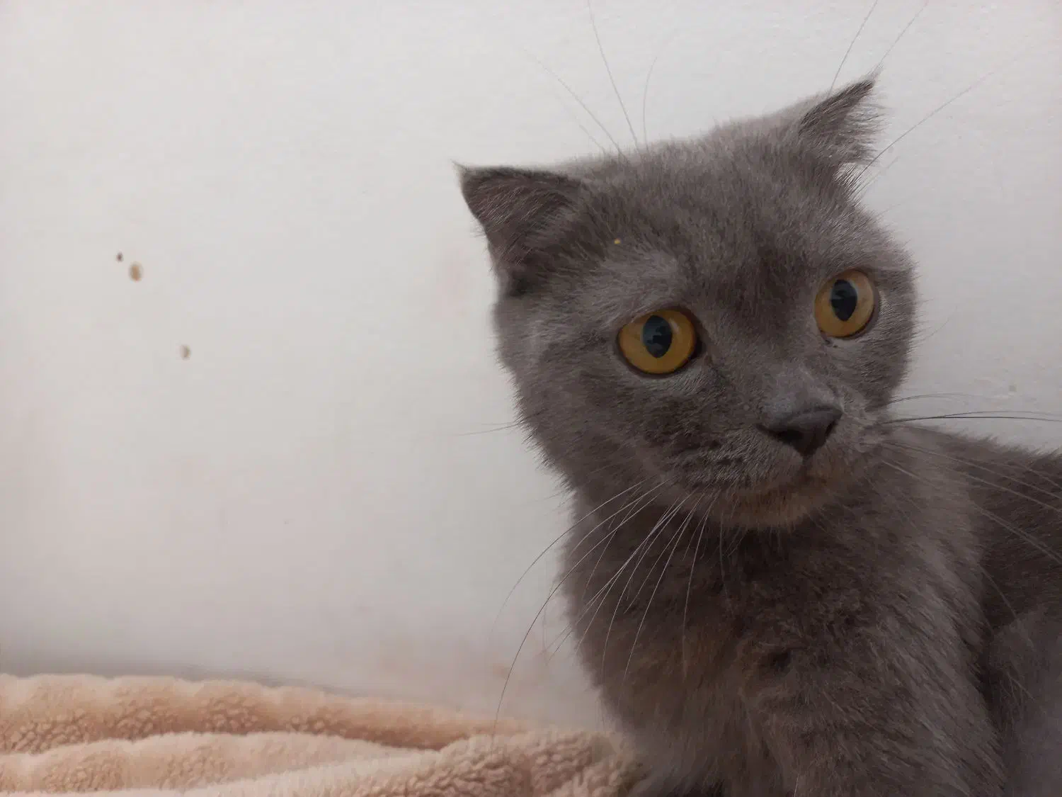 واگذاری گربهی ماده اسکاتیش بولو|گربه|پردیس, فاز ۳|دیوار