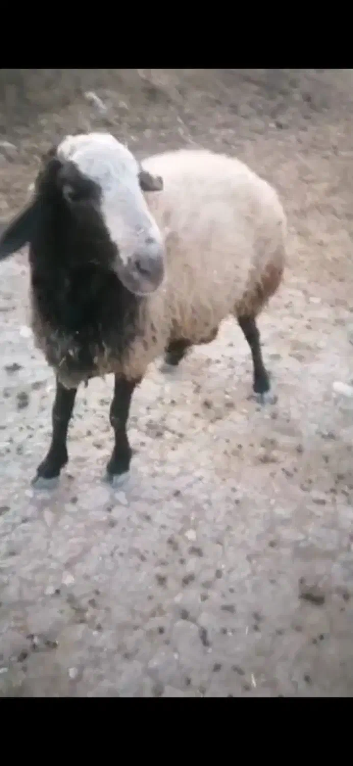 فروش قوچ شال دوساله نژاد دوقلوزا|حیوانات مزرعه|شیراز, حومه شیراز|دیوار