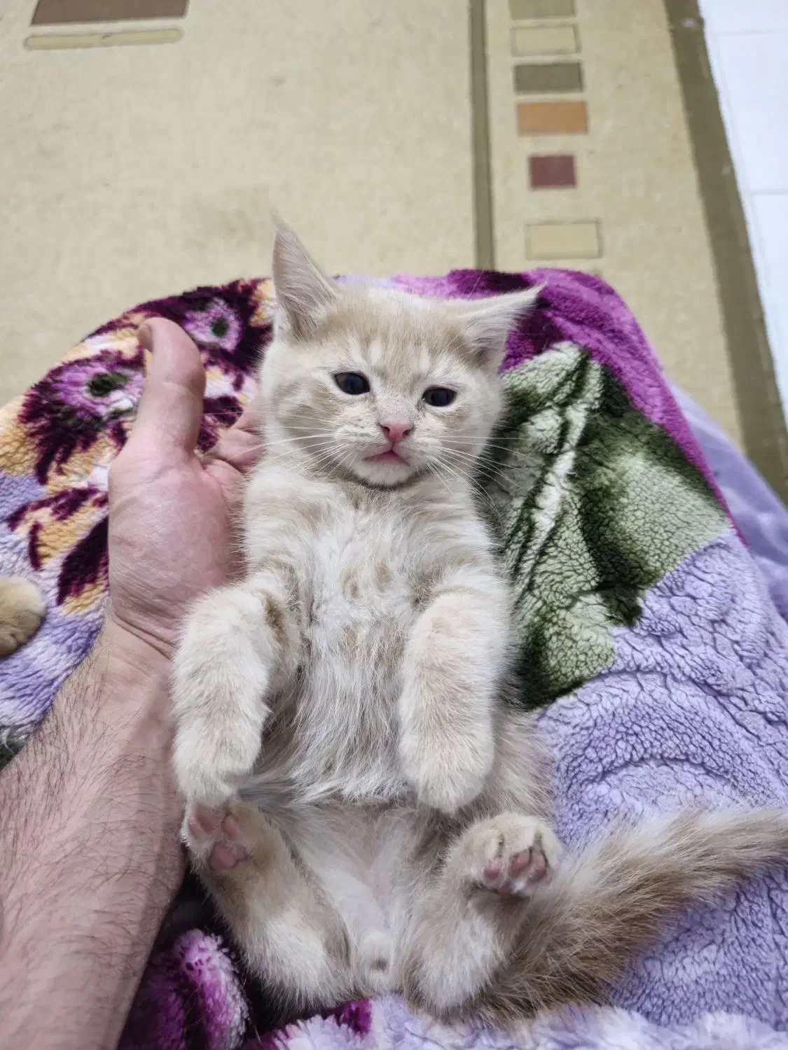 واگذاری رایگان بچه گربه|گربه|رباط‌کریم, رباط‌کریم|دیوار