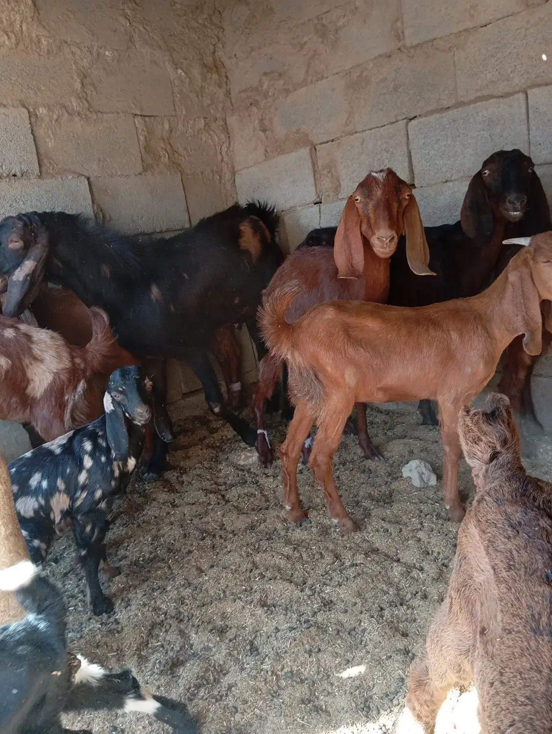 بز فروشی|حیوانات مزرعه|هیرمند, |دیوار