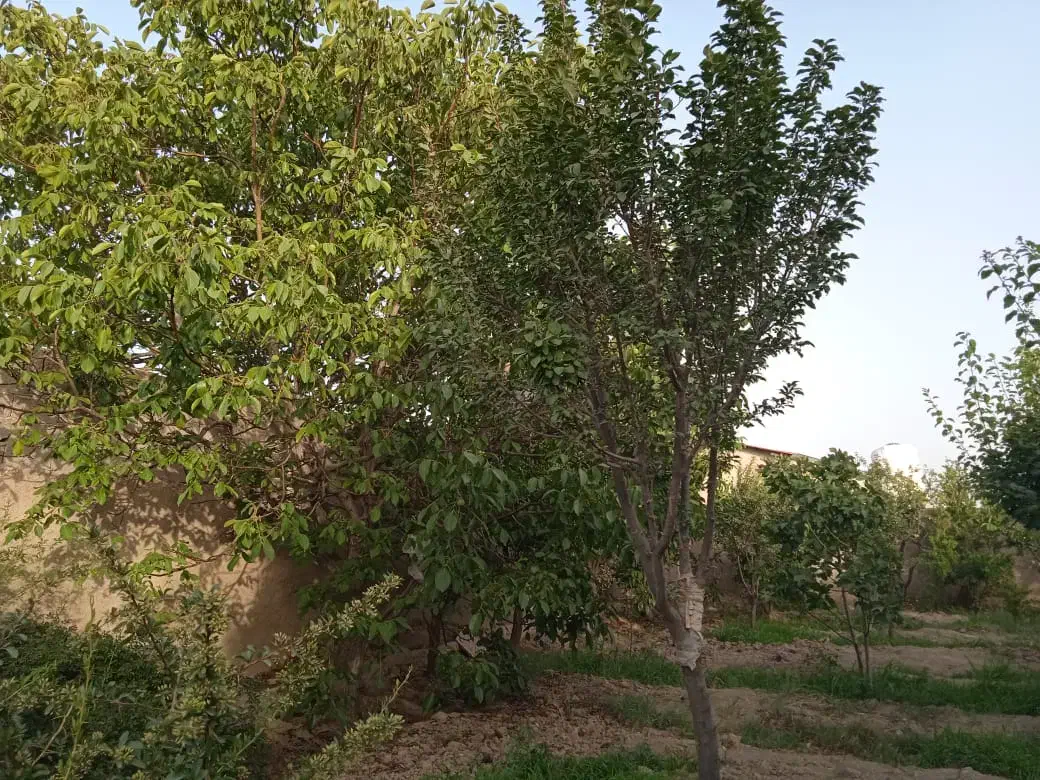 زمین ۱۰۰۰ متری شهرکی مناسب قطعه بندی سهیلیه|فروش زمین و ملک کلنگی|رامجین, |دیوار