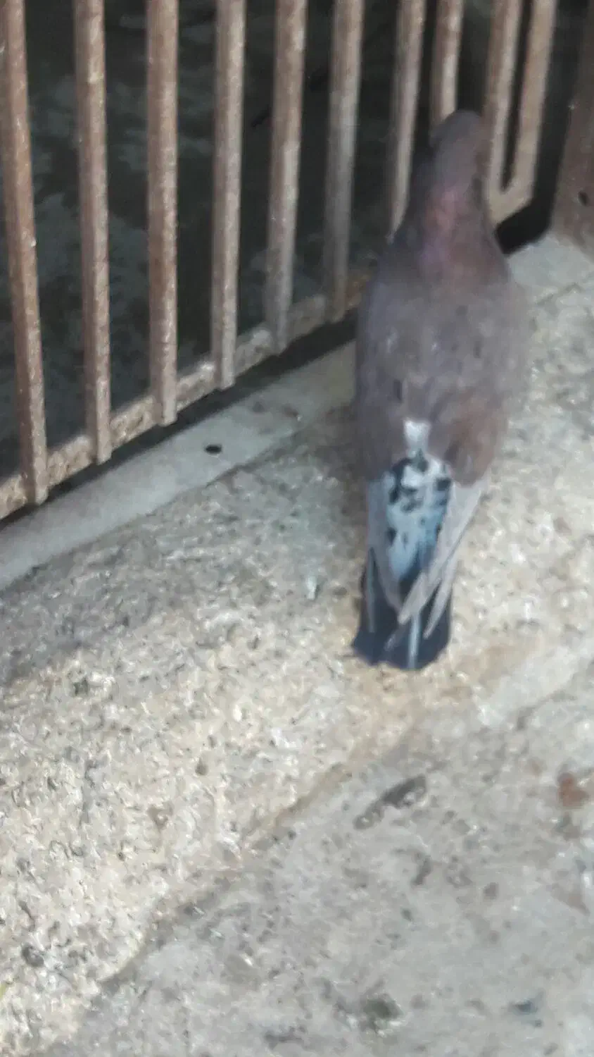 کفترپرشی حسابی|پرنده|یزدان شهر, |دیوار