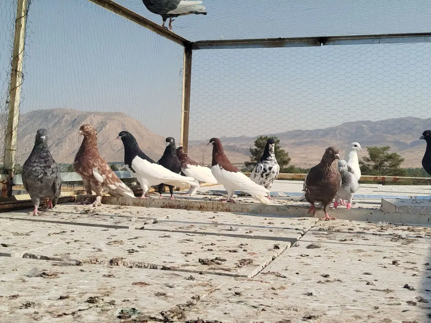 کبوتر رنگی|پرنده|شیراز, اکبر آباد|دیوار