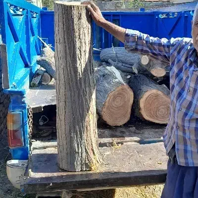 خریدچوب باغی شاخه از۲تا۸تومن|خدمات باغبانی و درختکاری|گرگان, |دیوار