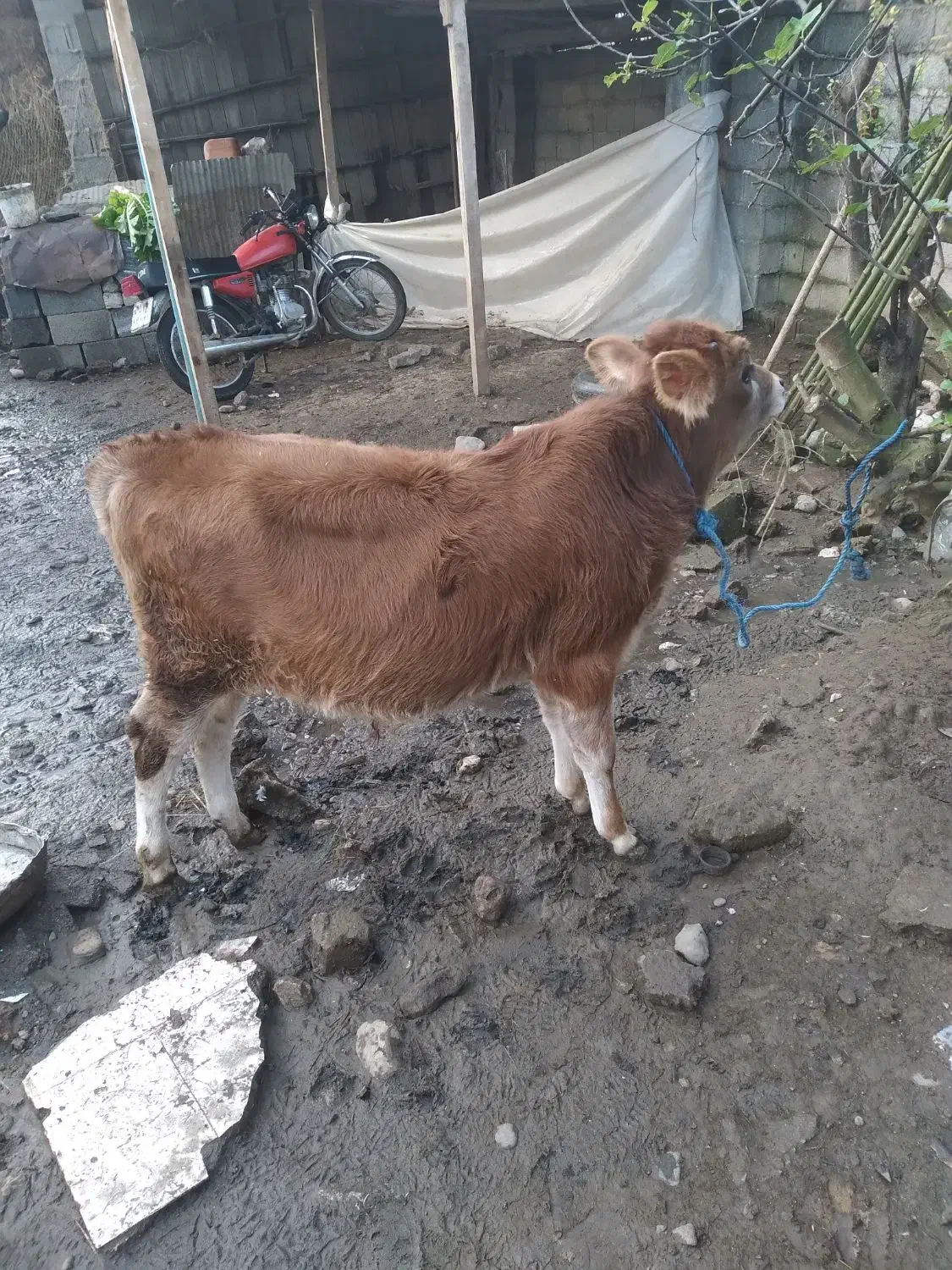 گوساله نر جرسی|حیوانات مزرعه|تولم شهر, |دیوار