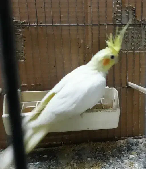 عروس هلندی لوتینو|پرنده|لاهیجان, کوی خزر|دیوار