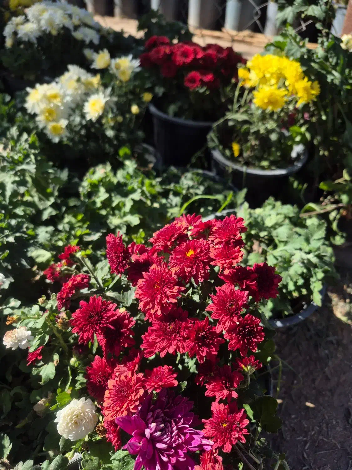 گل داوودی و فصلی *گلخانه من *|گل و گیاه طبیعی|بیرجند, |دیوار