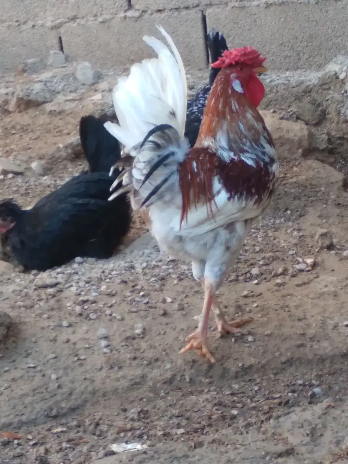 خروس چهل تاج محلی|حیوانات مزرعه|امیدیه, |دیوار