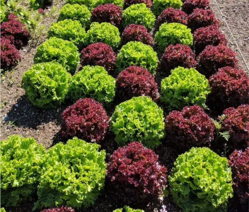 کاهو فرانسه|خوردنی و آشامیدنی|هشتگرد, تهران دشت|دیوار