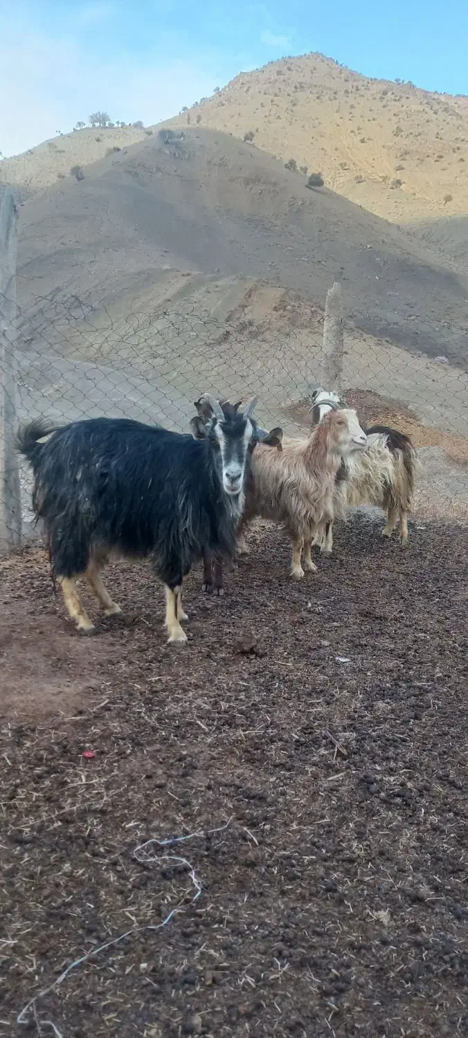 بز آبستن|حیوانات مزرعه|کیانشهر, |دیوار