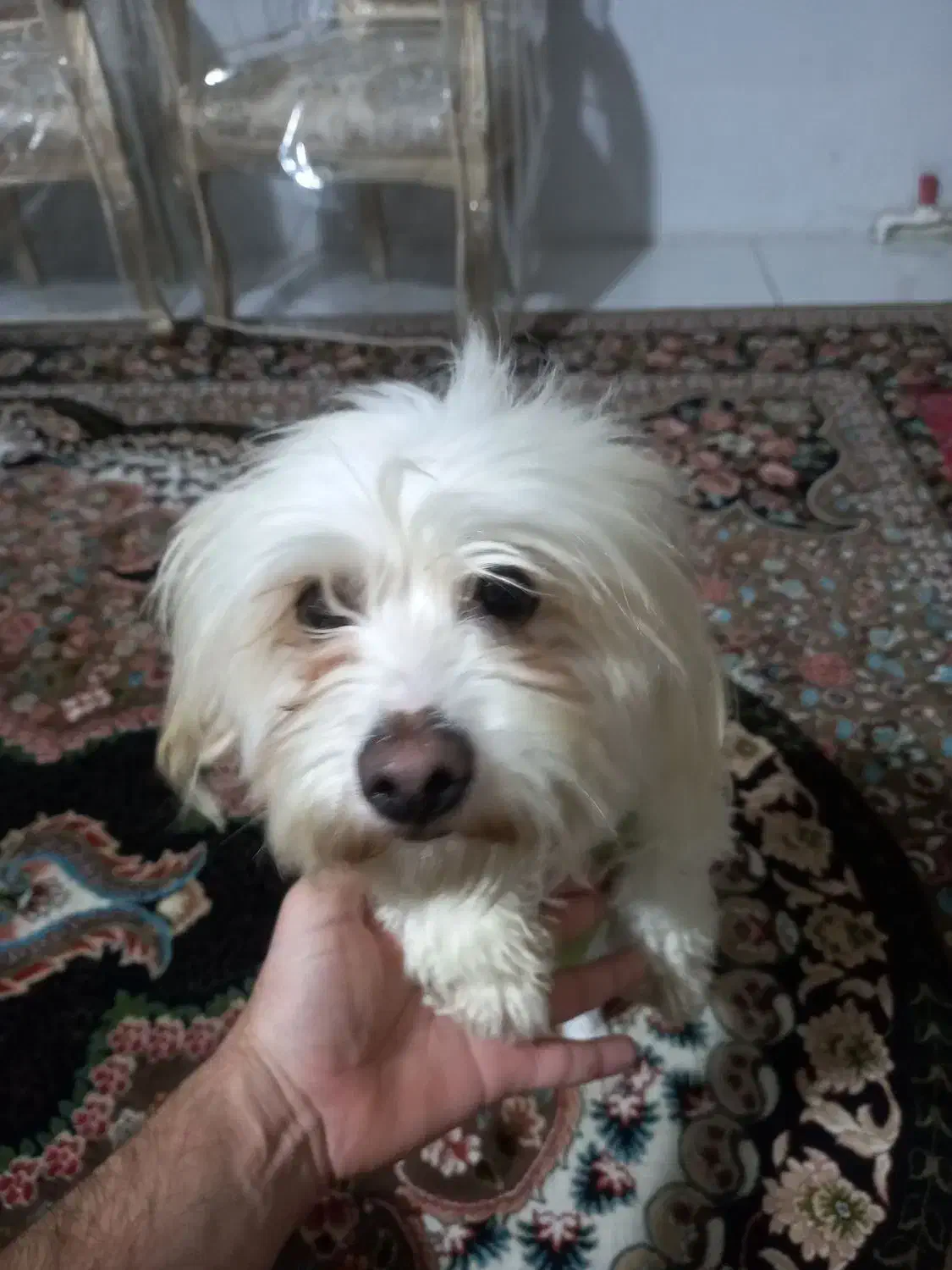 شیتزو|سگ|مشهد, دوست آباد|دیوار