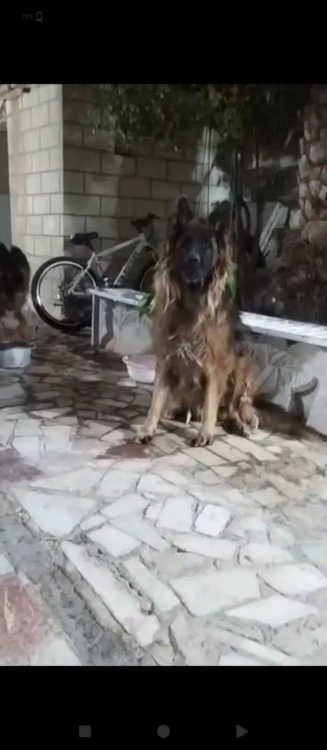 سگ ژرمن شولاین|سگ|بم, |دیوار