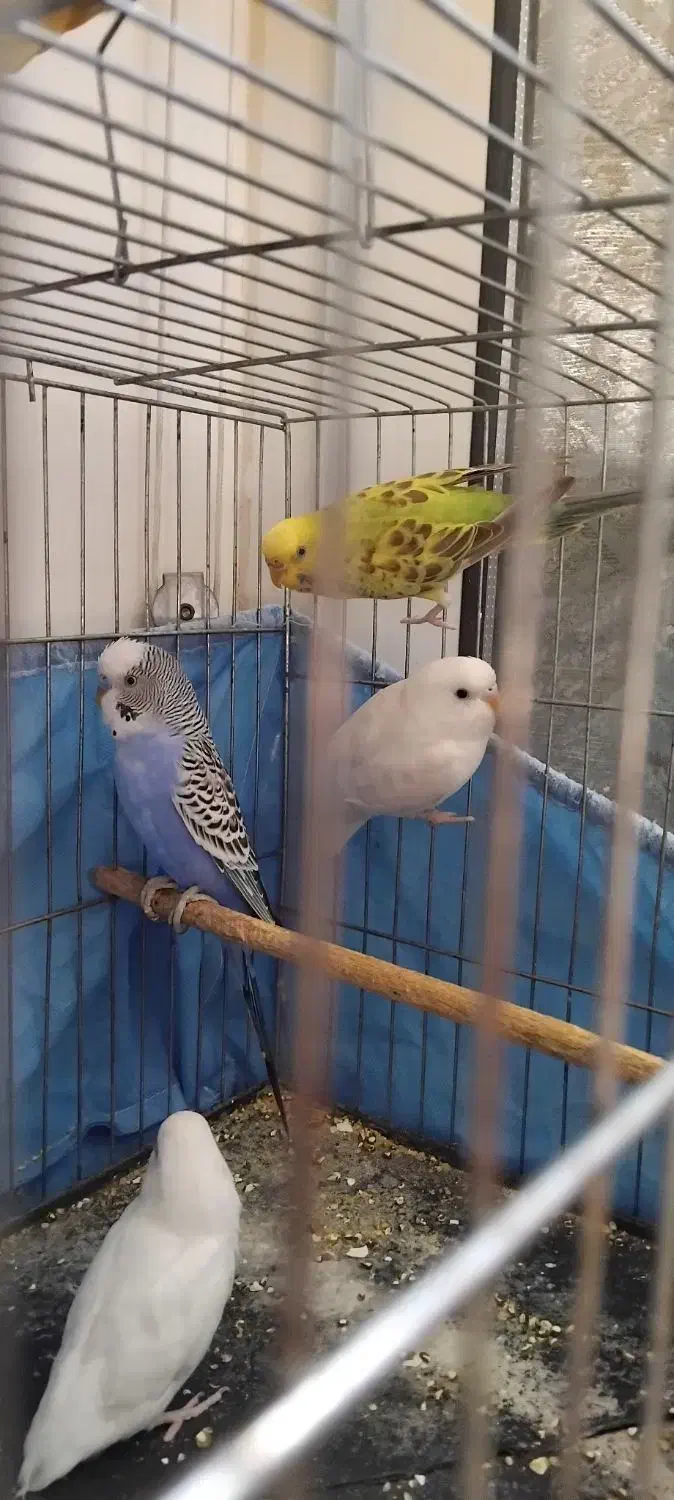 مرغ عشق دستی و سهره|پرنده|اصفهان, شاهد|دیوار