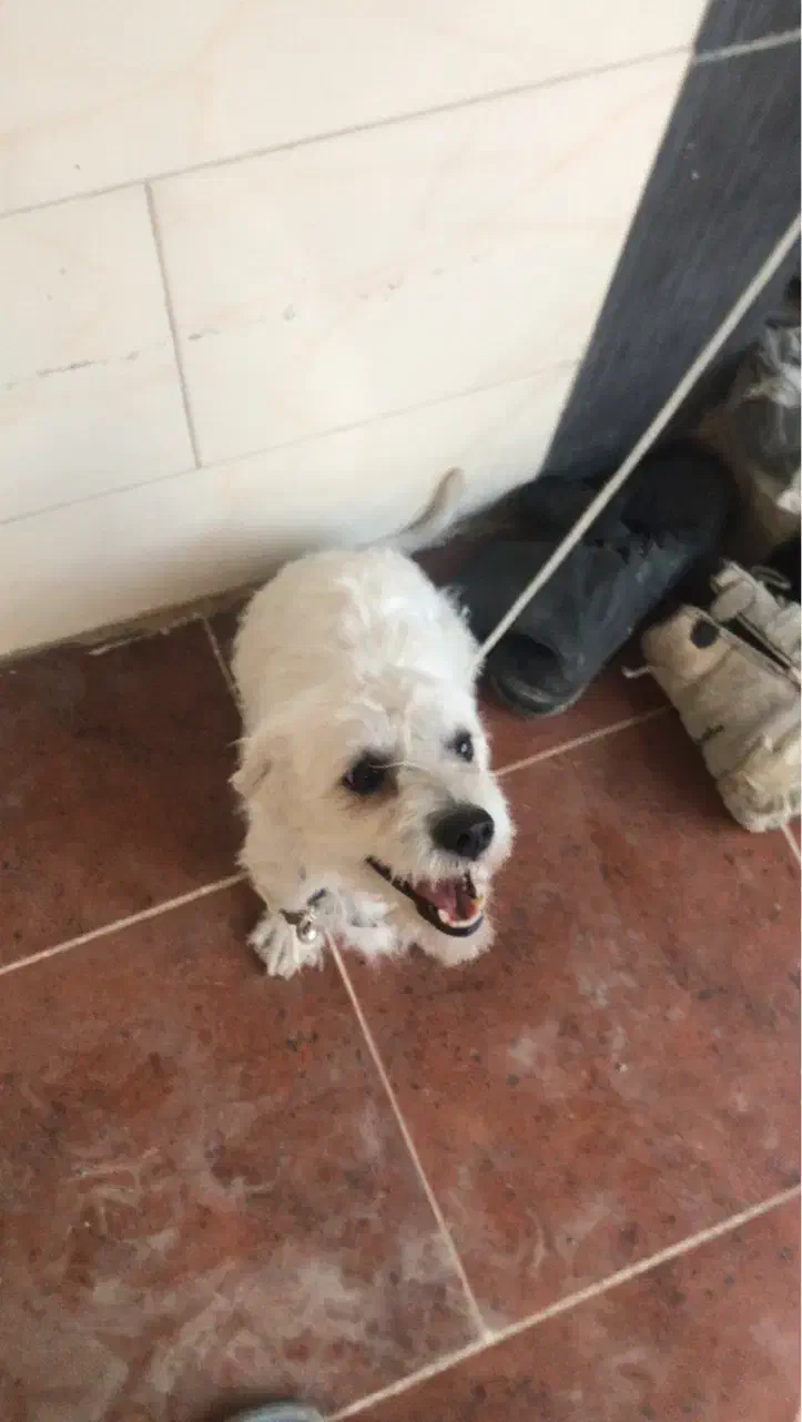 سگ شیتزو|سگ|بهبهان, |دیوار