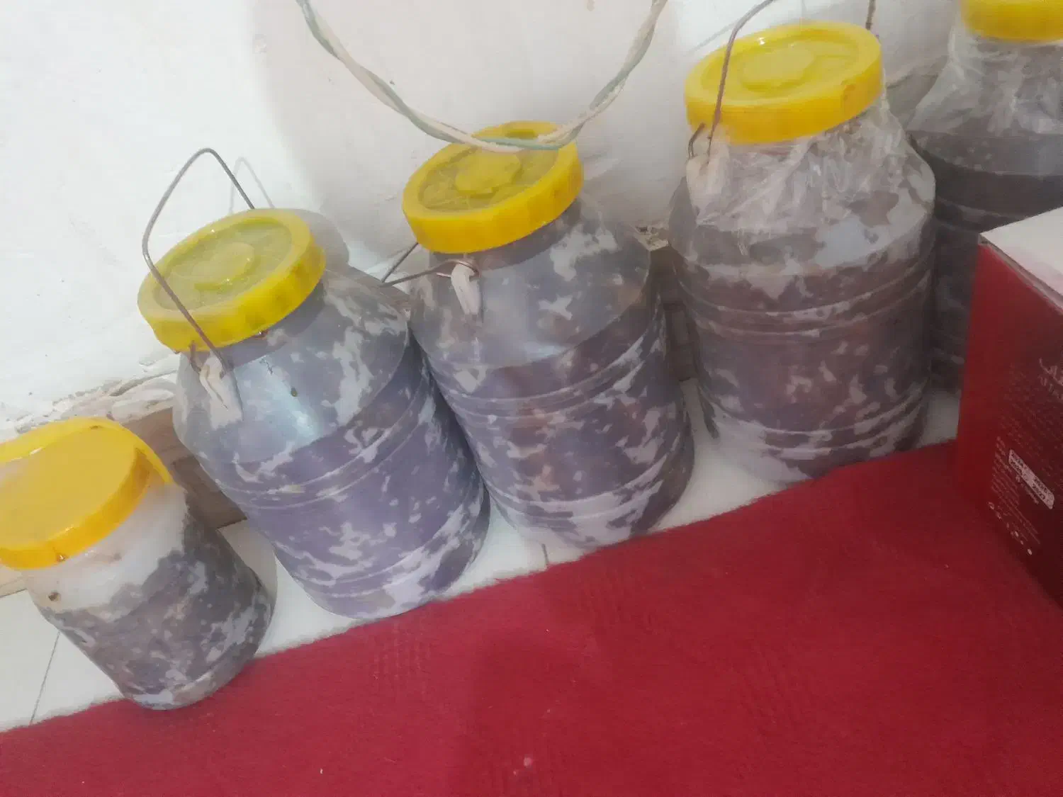 خرمای چنگالی|حراج|سیب و سوران, |دیوار