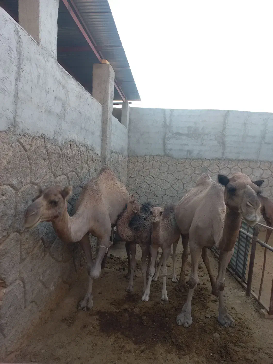 فروش شیر ودوغ شتر|خوردنی و آشامیدنی|حمیدیا, |دیوار