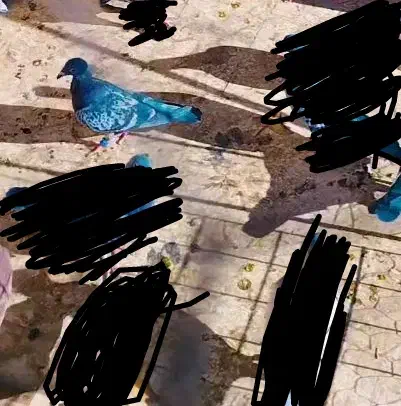 مگس باختی بخون|حیوانات|زاهدان, |دیوار