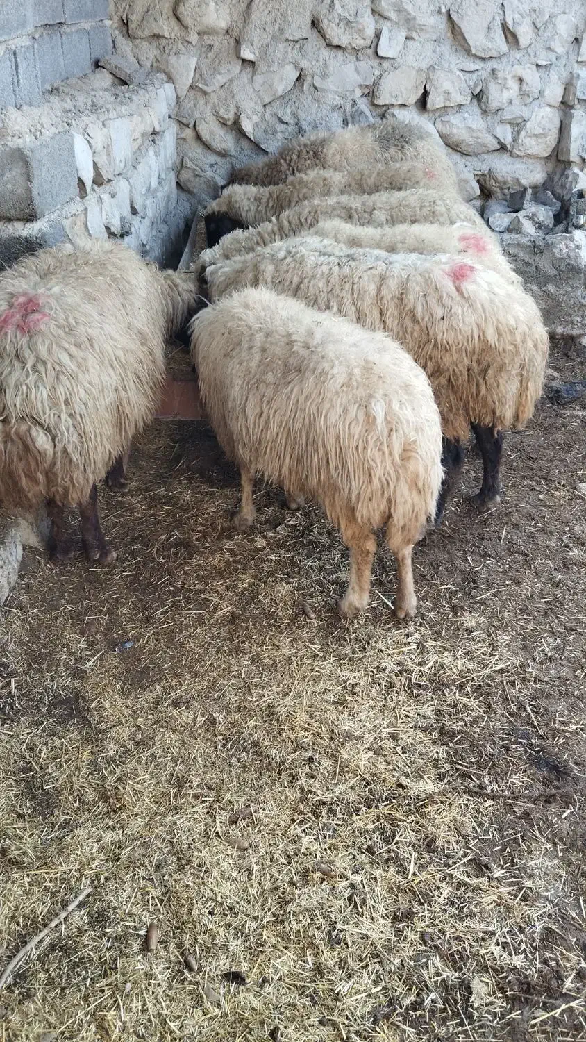 میش|حیوانات مزرعه|چوار, |دیوار