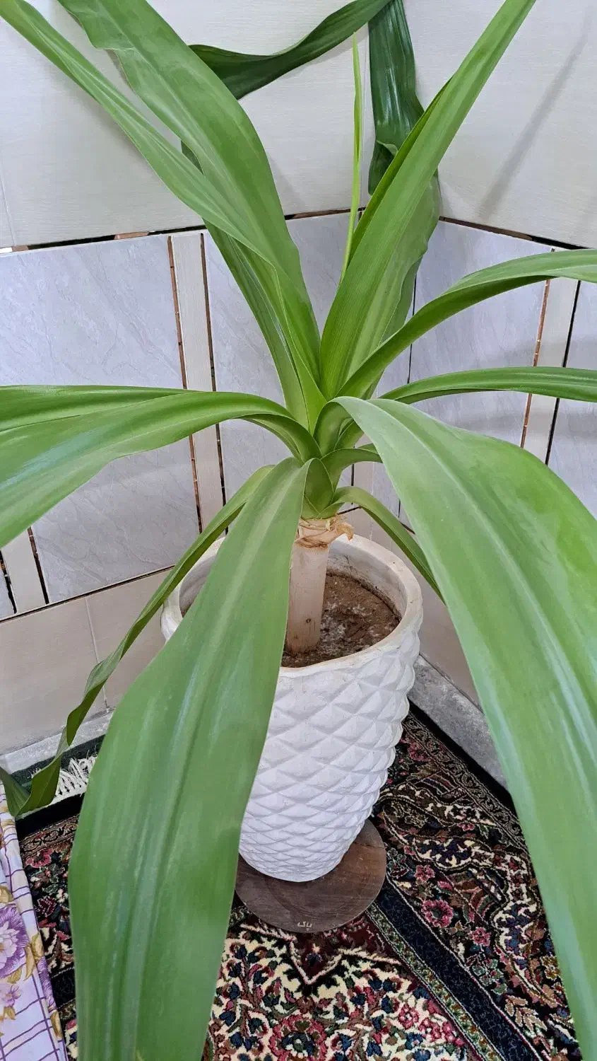 گل سوسن عنکبوتی بزرگ|گل و گیاه طبیعی|سیرجان, |دیوار