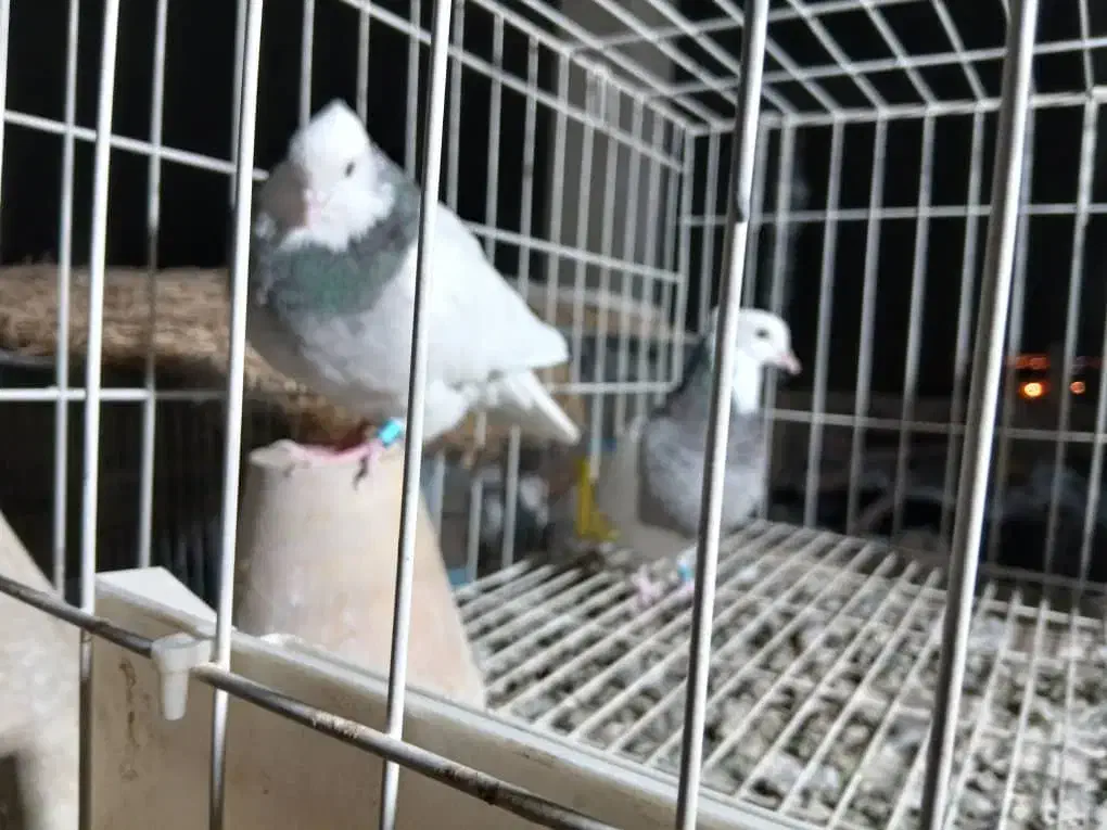 طوقی|پرنده|اصفهان, ارداجی|دیوار