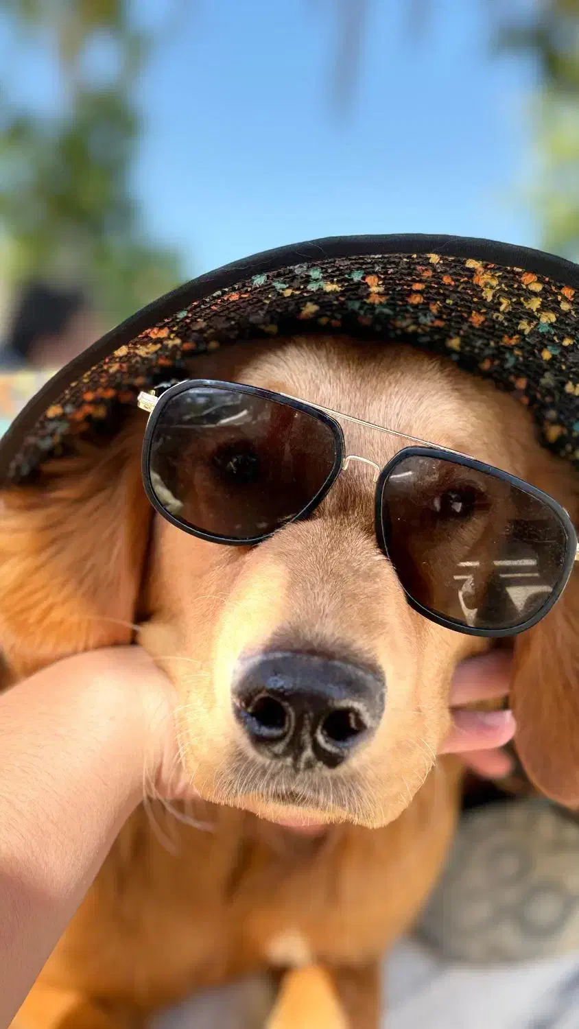 سگ گلدن رتریور|سگ|شیراز, شهرک ولیعصر|دیوار