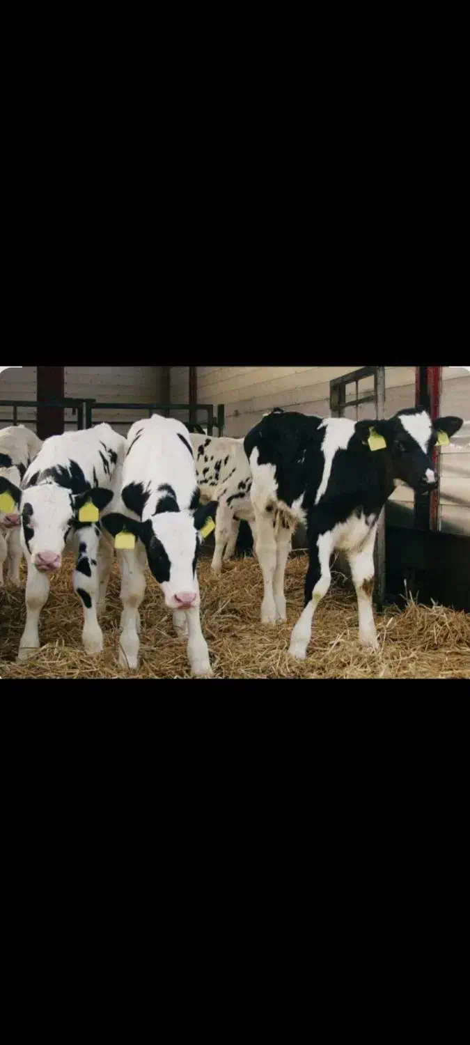 گوساله شیری صنعتی|حیوانات مزرعه|رباطکریم, وهن آباد|دیوار