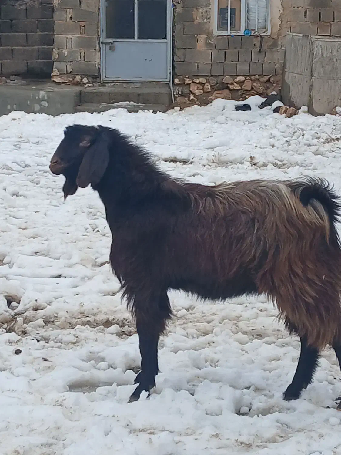 بز نر یک ساله|حیوانات مزرعه|شاهین دژ, |دیوار