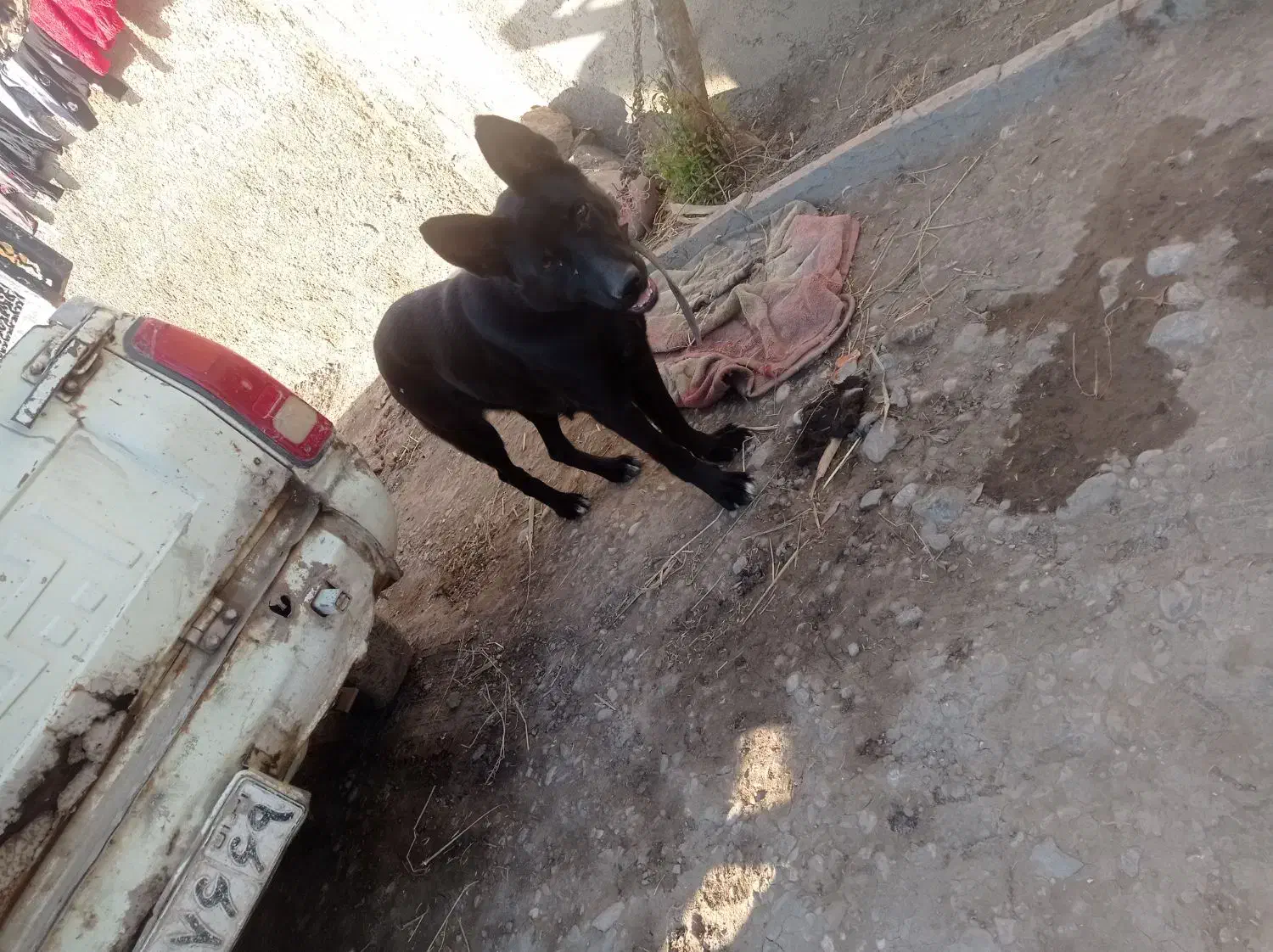 ژرمن بلک|سگ|گنبد کاووس, |دیوار