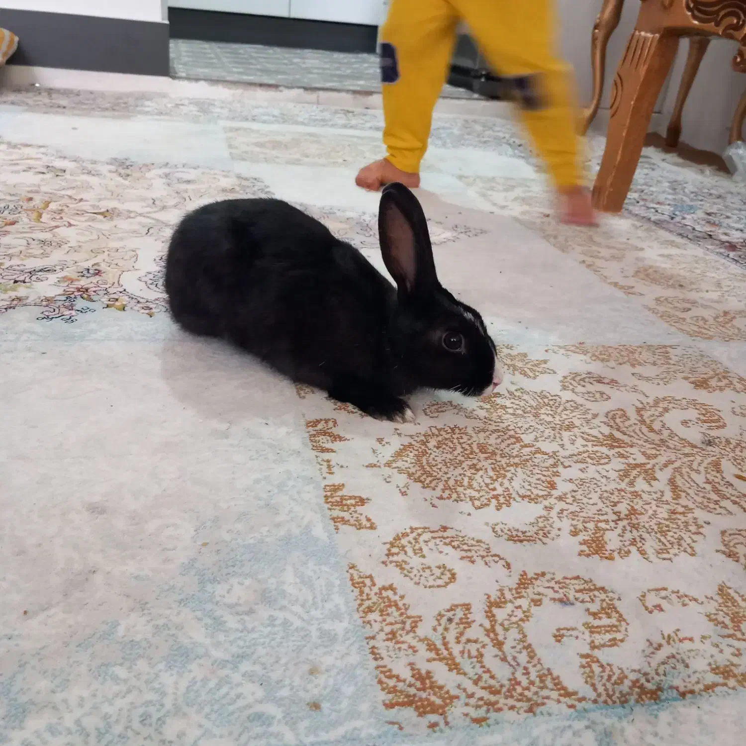 خرگوش|موش و خرگوش|شیراز, هفت تنان|دیوار